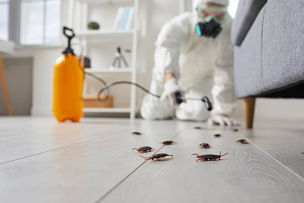 Post-Treatment Bed Bug Interceptor Monitoring in Valley Hill